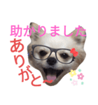 しろくん2（個別スタンプ：26）