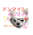 しろくん2（個別スタンプ：28）