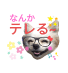 しろくん2（個別スタンプ：30）