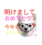 しろくん2（個別スタンプ：31）