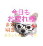 しろくん2（個別スタンプ：33）