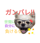 しろくん2（個別スタンプ：36）