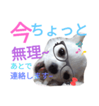 しろくん2（個別スタンプ：37）