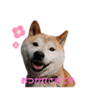 うちの柴犬①（個別スタンプ：1）