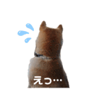 うちの柴犬①（個別スタンプ：2）