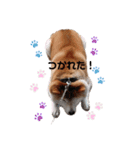 うちの柴犬①（個別スタンプ：3）