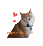 うちの柴犬①（個別スタンプ：4）