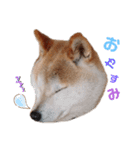 うちの柴犬①（個別スタンプ：6）