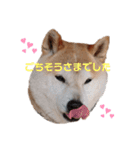 うちの柴犬①（個別スタンプ：7）