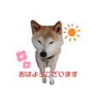うちの柴犬①（個別スタンプ：8）