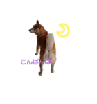 うちの柴犬①（個別スタンプ：9）
