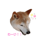 うちの柴犬①（個別スタンプ：12）
