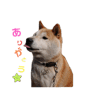 うちの柴犬①（個別スタンプ：13）