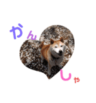 うちの柴犬①（個別スタンプ：14）