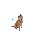 うちの柴犬①（個別スタンプ：15）