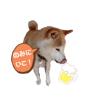 うちの柴犬①（個別スタンプ：16）