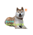 うちの柴犬①（個別スタンプ：17）