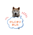 うちの柴犬①（個別スタンプ：18）