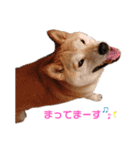 うちの柴犬①（個別スタンプ：20）