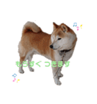 うちの柴犬①（個別スタンプ：21）