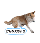 うちの柴犬①（個別スタンプ：22）