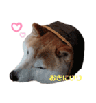 うちの柴犬①（個別スタンプ：24）