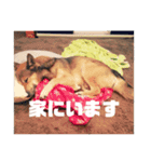 RIKIのスタンプ相川家（個別スタンプ：8）