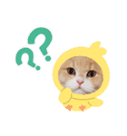 うちのここねこ（個別スタンプ：1）