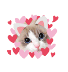 うちのここねこ（個別スタンプ：2）
