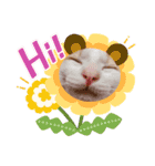 うちのここねこ（個別スタンプ：3）