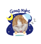 うちのここねこ（個別スタンプ：4）