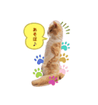 うちのここねこ（個別スタンプ：7）