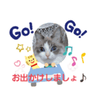 うちのここねこ（個別スタンプ：8）