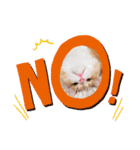 うちのここねこ（個別スタンプ：9）