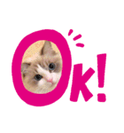 うちのここねこ（個別スタンプ：10）