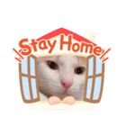 うちのここねこ（個別スタンプ：12）