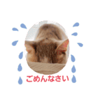 うちのここねこ（個別スタンプ：14）