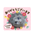 うちのここねこ（個別スタンプ：16）