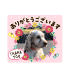 Englishcockerspaniel（個別スタンプ：1）