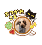 Englishcockerspaniel（個別スタンプ：2）