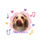 Englishcockerspaniel（個別スタンプ：3）