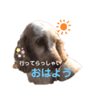 Englishcockerspaniel（個別スタンプ：4）