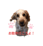 Englishcockerspaniel（個別スタンプ：5）