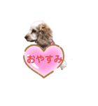 Englishcockerspaniel（個別スタンプ：6）