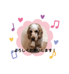 Englishcockerspaniel（個別スタンプ：7）