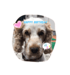 Englishcockerspaniel（個別スタンプ：8）
