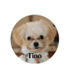 Tino＊スタンプ（個別スタンプ：1）