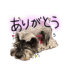 枝光さんちのモモ（個別スタンプ：13）