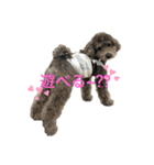 トイプードルシルバーのトイ♡（個別スタンプ：1）