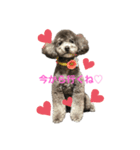 トイプードルシルバーのトイ♡（個別スタンプ：2）
